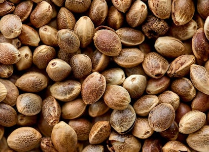 Weed Growers From Seed To Stone DBA Matawana - BMG: Ocean Stout Cherries (19)