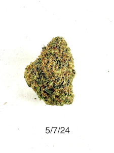 PROHIBITION 37 - P37 - Snowcaine (greenhouse)