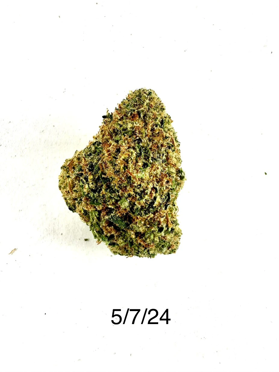 PROHIBITION 37 - P37 - Snowcaine (greenhouse) Main Image