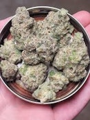 Bulk Flower | Society C | Project 4516