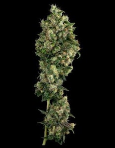 COMMCAN, INC. - Sour Diesel Flower - 3.5g - CMC