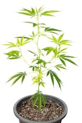 Tropicanna Smash Melonz, Medium Clone