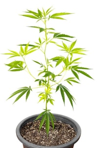 TRIP - Upper Cut, Medium Clone