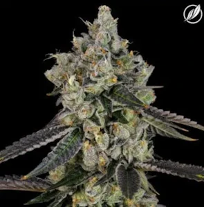 CT Pharma - Sunny Stomper Flower H 25198