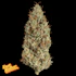Product Preview Image 1