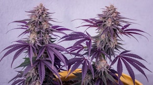 Wicked | Super Buff Cherries