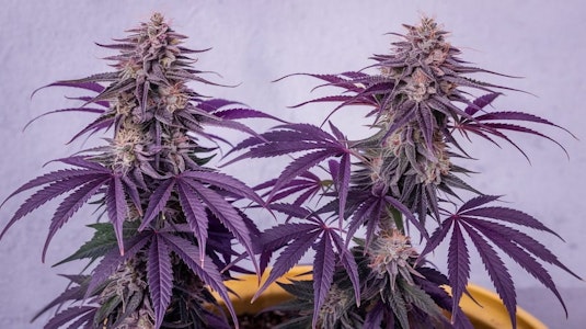 Wicked - Wicked | Super Buff Cherries