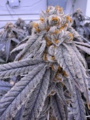Honey Badger's Buds | Supreme Lee-Hi
