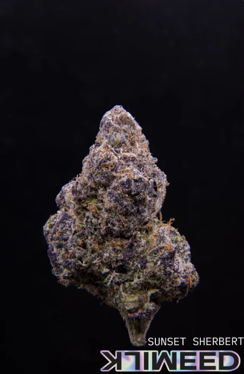 Milkweed - MilkWeed | Sunset Sherbert | 7 grams Main Image