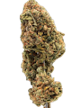 True Genetics | Tangerine Diesel | 3.5g