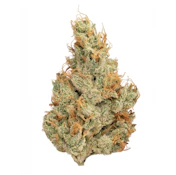 TANGIE - TURNTABLES SUPREME SHELF FLOWER 2G 