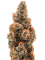 True Genetics | The Don | 3.5g