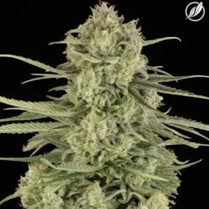 CT Pharma - The Soap Flower H 25339