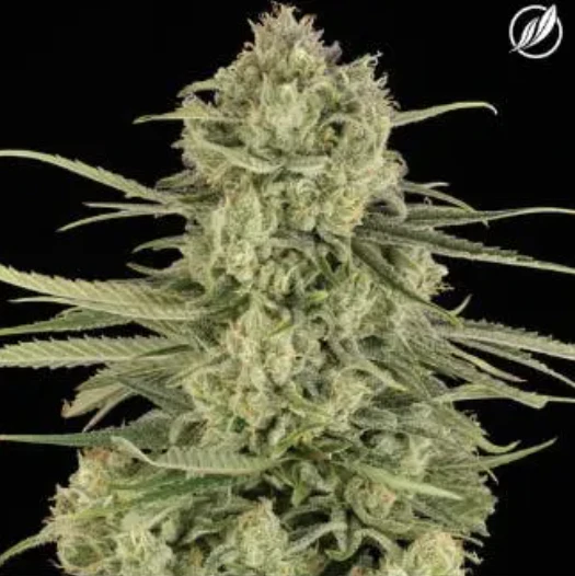 CT Pharma - The Soap Flower H 25339 Main Image