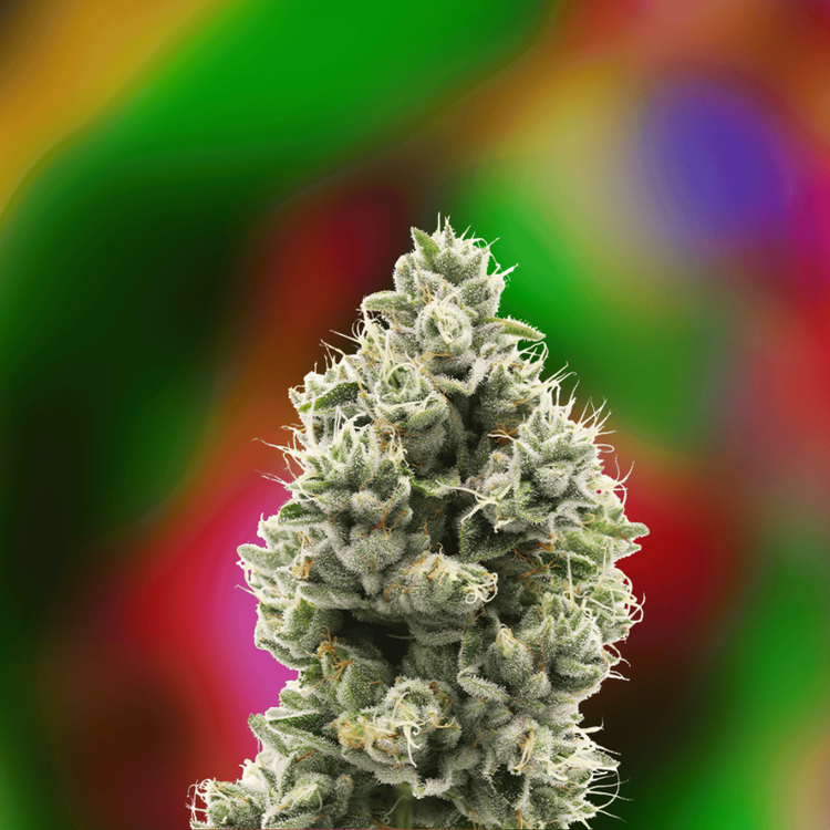 [REC] 710 Labs | The Sweeties #7 | 3.5g Flower