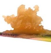 Bodego Bros - Thin Mint Cookies Live Resin Sugar 1g