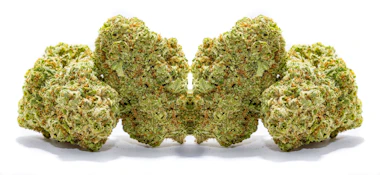 Colorado Chronic | Kush Mintz