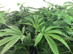 Sherbet Clone