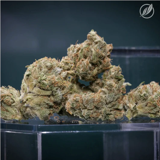 CT Pharma - Tropical Haze Flower H 25216 Main Image