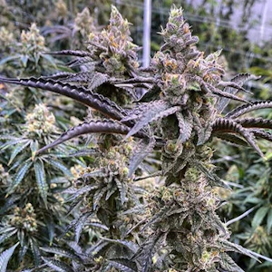 Wellman Farm - Truffle Monkey - 3.5g - Wellman Farm