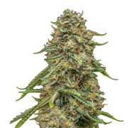 Mischief | 3.5g Pre-Packaged Small Buds | Turtle Taffy