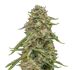 Product Preview Image 1