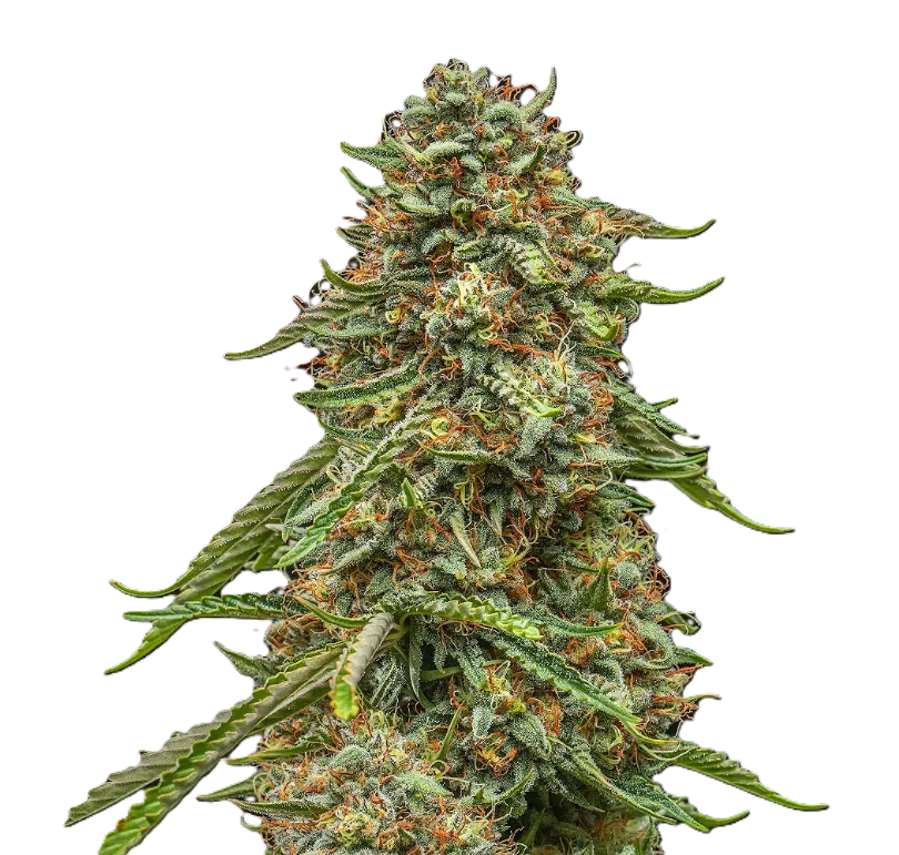 Mischief - Mischief | 3.5g Pre-Packaged Small Buds | Turtle Taffy Main Image