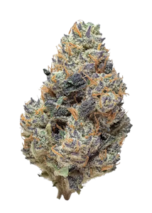 Pruf Cultivar - Pruf Cultivar Gumi