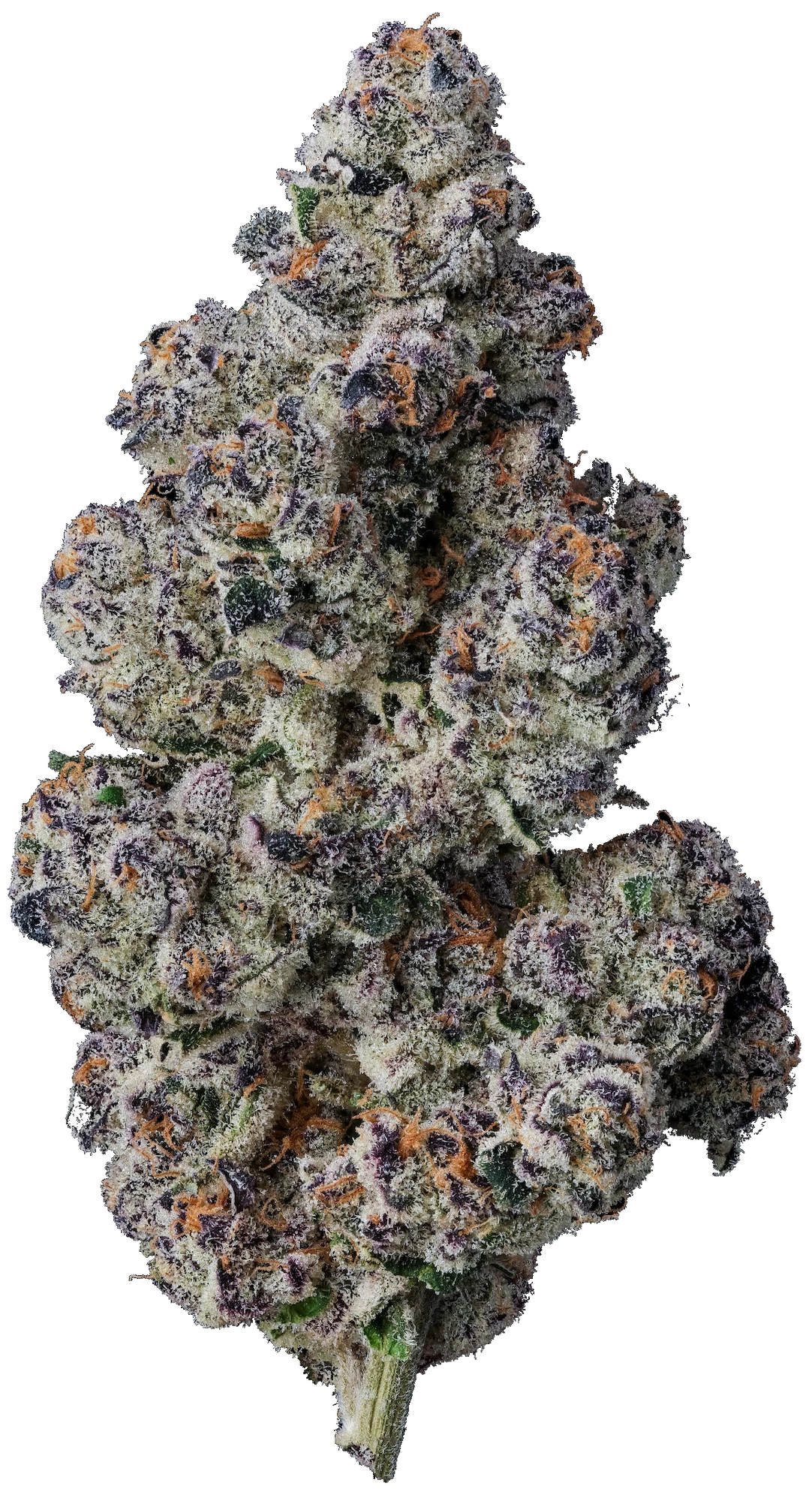 Umma Sonoma - UMMA Sonoma | Blue Lobster | 3.5g Main Image