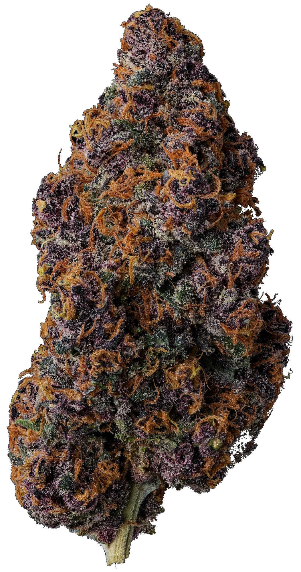 Umma Sonoma - UMMA Sonoma | Lost Coast Rose | 3.5g Main Image