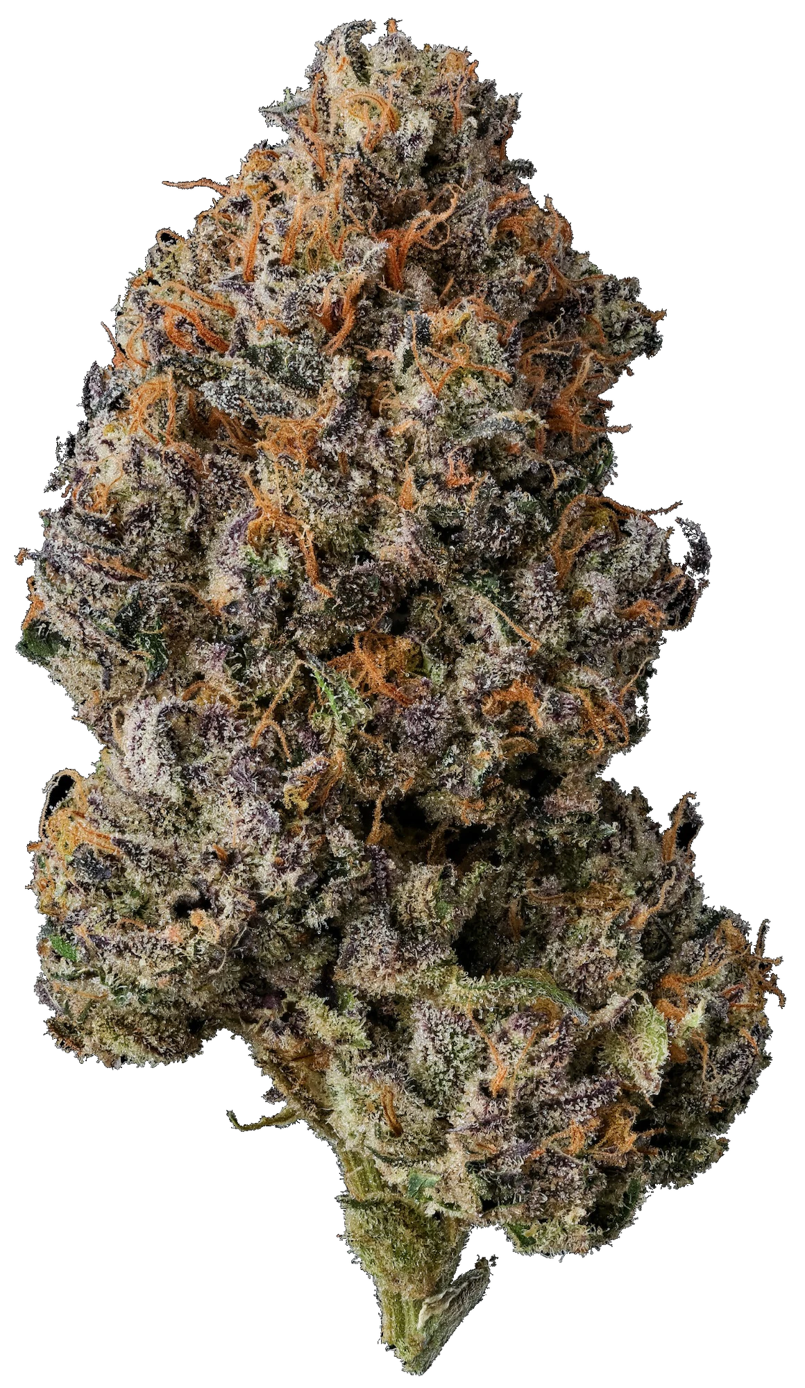 Umma Sonoma - UMMA Sonoma | Pink Lobster | 3.5g Main Image