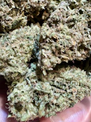 Bioflux | Symbiotic Cultures