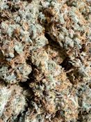 Citrus Sap | Symbiotic Cultures