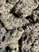 Super Lungs #7 | The Lone Tree