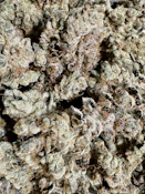 GMO | Skunkfoot Farms