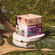 THC Design Crescendo 3.5g