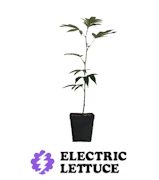 Pruf Cultivar Colombian Mojito Clone