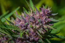 Huckleberry Hill Farms x Redwood Roots | Whitethorn Rose | Flower | 1/8oz