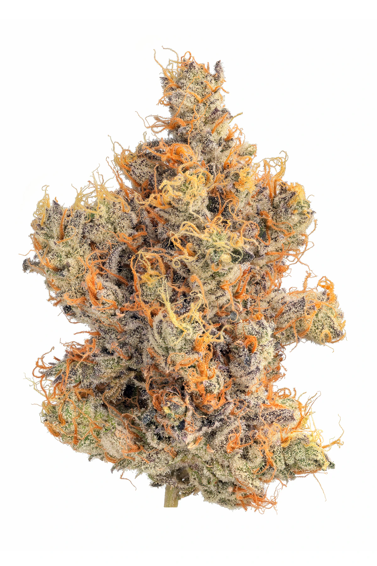 Harbor Harvest - Harbor Harvest | Wonka Bar | 3.5g Main Image