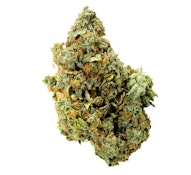 Pruf Cultivar Gassed Out #01