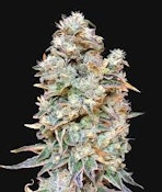 Zkittlez Mintz | Pincanna | Bulk Flower